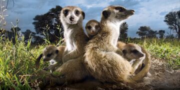 Warner Bros. to Develop Animated Feature of Animal Planet’s “Meerkat Manor”