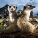 Warner Bros. to Develop Animated Feature of Animal Planet’s “Meerkat Manor”